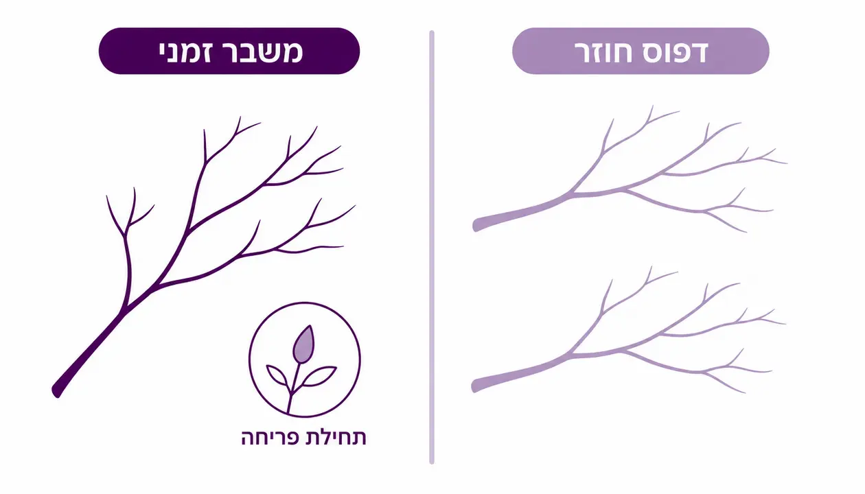 דפוס חוזר מול משבר חולף